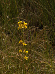 Goodenia stelligera