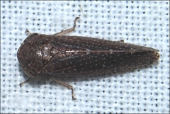 Putoniessa