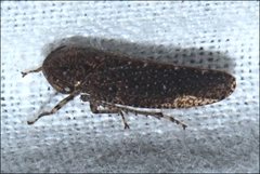 Putoniessa