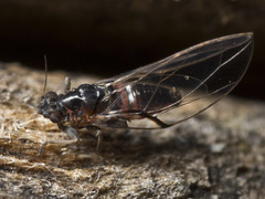 Triozidae