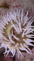 Urticina piscivora