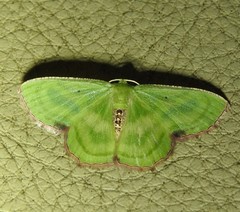 Metallochlora lineata