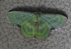 Metallochlora lineata