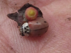 Mulsantina mexicana