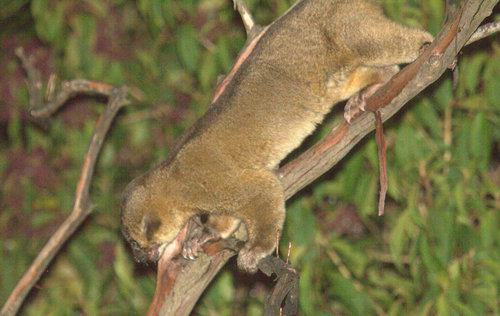 Kinkajou