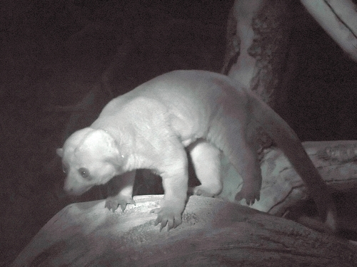 Kinkajou