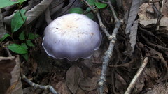 Cortinarius argenteopileatus