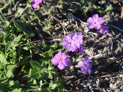 Phlox drummondii