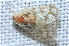 Saccharodite chrysonoe