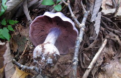 Cortinarius argenteopileatus