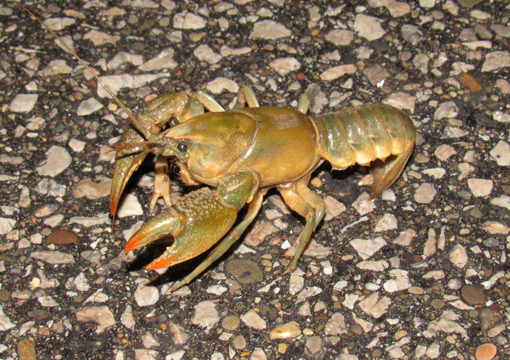 Little Brown Mudbug