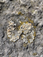 Rhizoplaca subdiscrepans