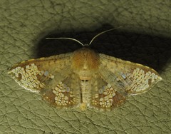Canaea