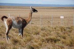 Lama guanicoe