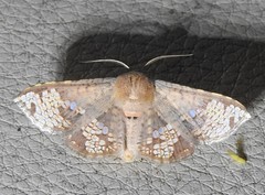 Canaea