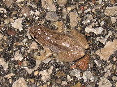 Pseudacris triseriata