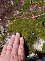 Racomitrium microcarpon