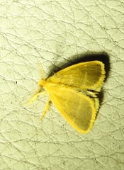 Euproctis lucifuga