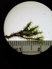 Racomitrium microcarpon