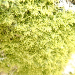 Metzgeria myriopoda