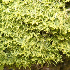 Metzgeria myriopoda