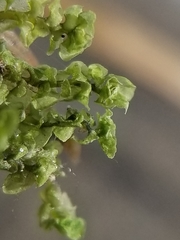 Scapania irrigua