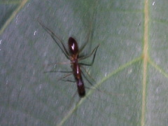Camponotus carin