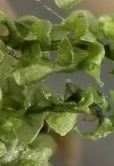 Scapania irrigua
