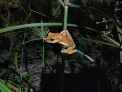 Boana multifasciata
