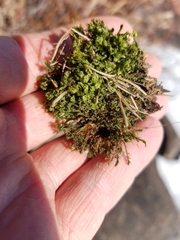 Scapania irrigua