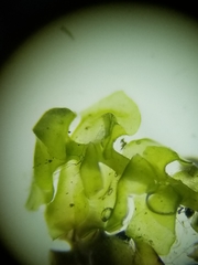 Scapania irrigua