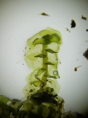 Scapania irrigua