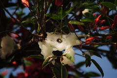 Cephisus siccifolius