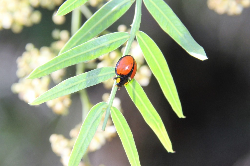 Mononeda ostrina