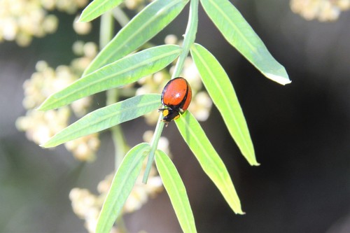 Mononeda ostrina
