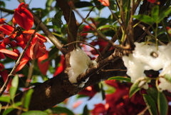 Cephisus siccifolius