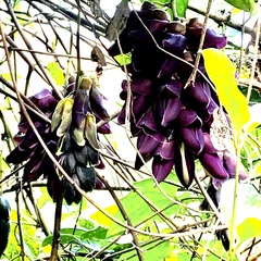 Mucuna championii