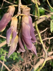 Mucuna championii