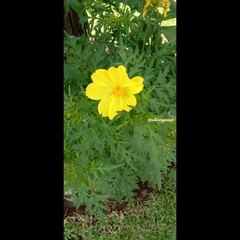 Cosmos sulphureus