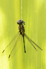 Austroepigomphus praeruptus