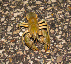 Lacunicambarus thomai