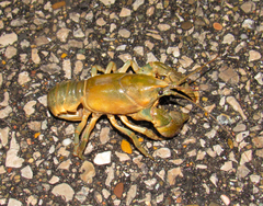 Lacunicambarus thomai