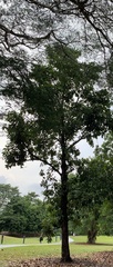 Palaquium obovatum