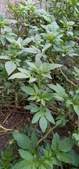 Solanum radicans