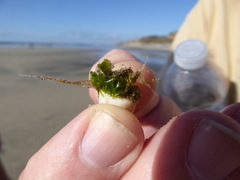 Ulvaceae