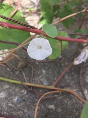 Ipomoea biflora