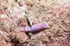 Goniobranchus thompsoni