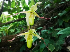 Phragmipedium