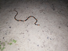 Micrurus lemniscatus