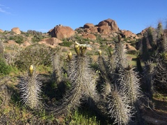 Trichocereus nigripilis